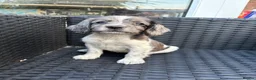 Sprocker dogs for sale: Sprocker puppies  - Advert 1