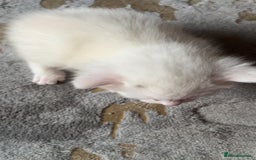 Mixed Breed cats for sale: 4 beautiful little girls looking for homes  - Advert 7