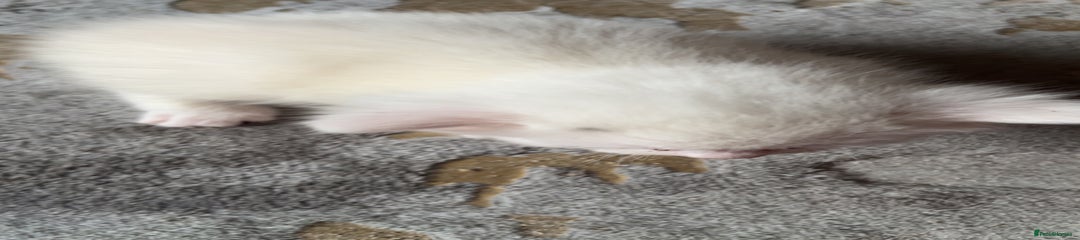 Mixed Breed Kitten 1