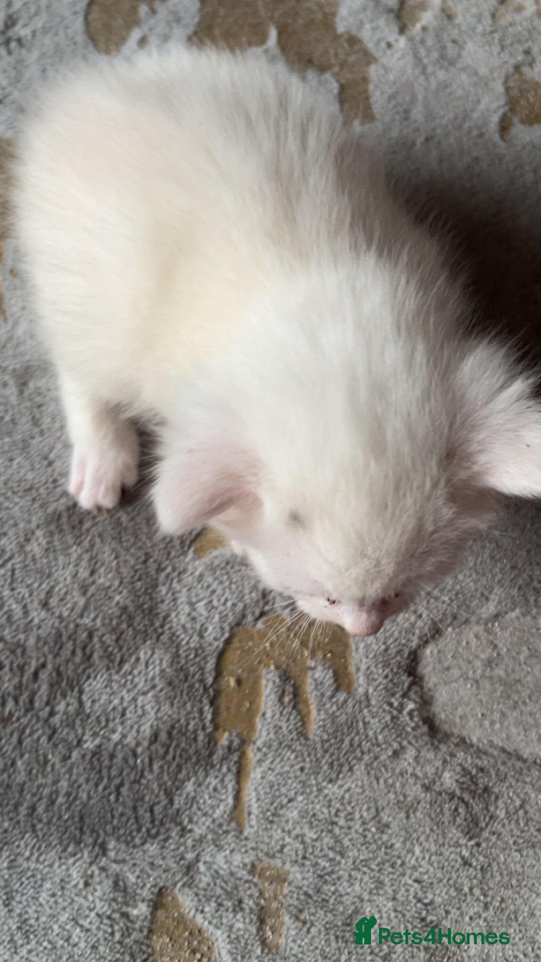 Mixed Breed cats for sale: 4 beautiful little girls looking for homes  - Advert 7