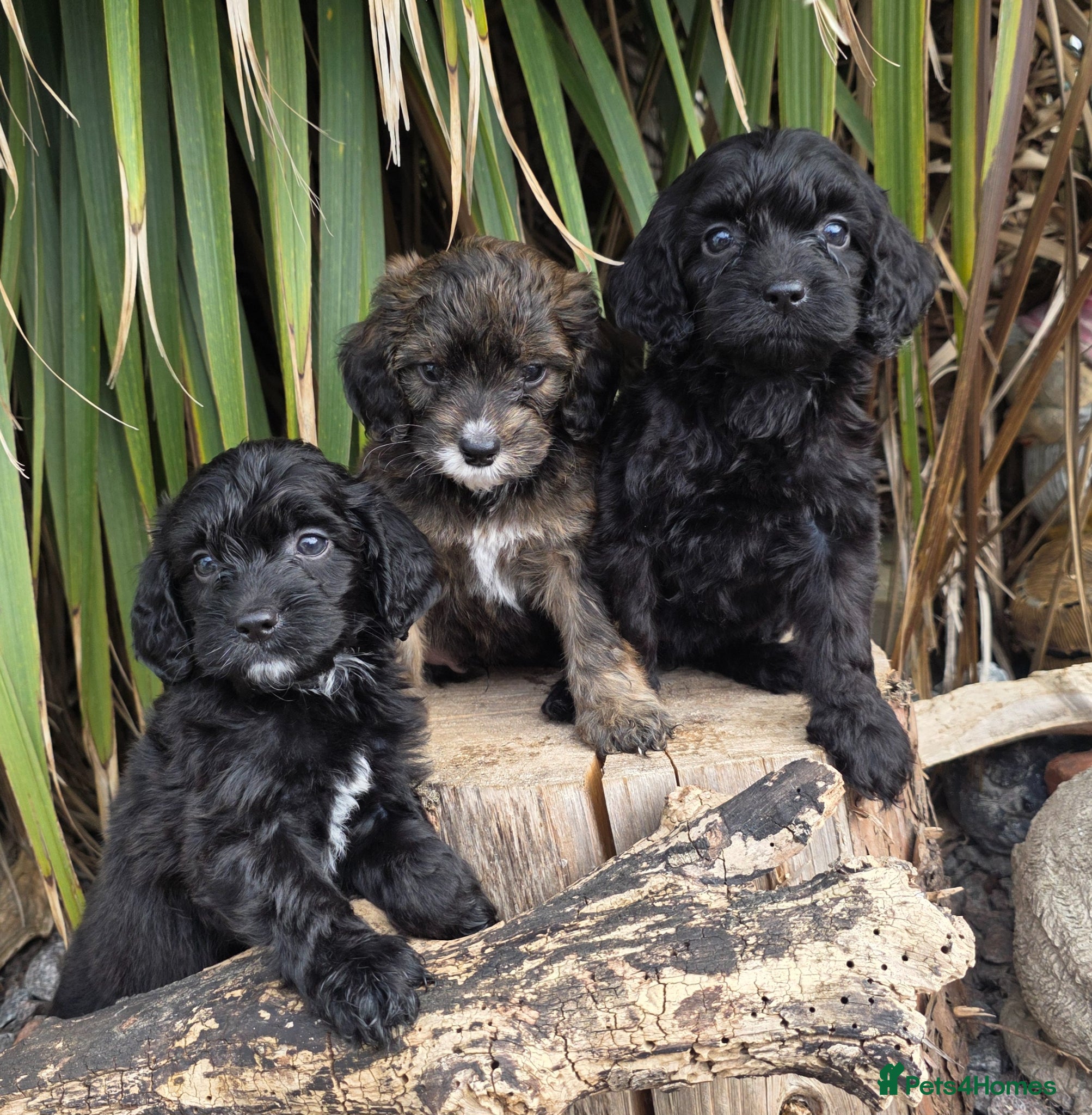 Cockapoo dogs F1 dna clear beauiful cockapoos  - Advert 1