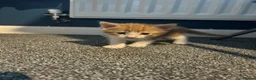 Mixed Breed cats for sale: 2 ginger boys for sale  - Advert 5