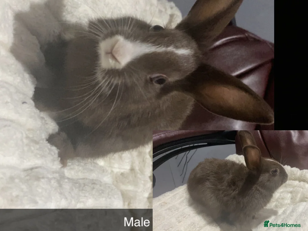 Mixed Breed rabbits for sale: Dutch x mini lion head rabbits  in Liverpool - Advert 5