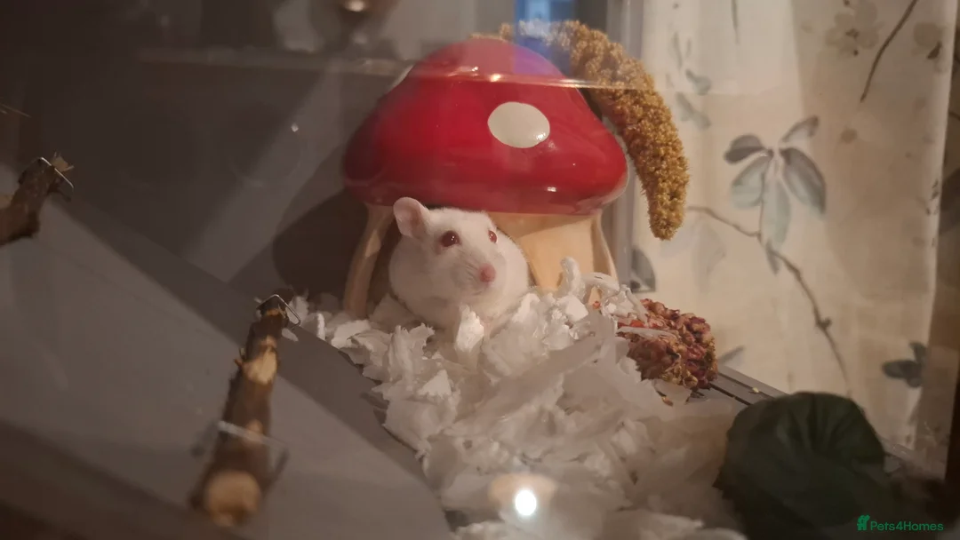 Hamster rodents for sale: Russian Dwaf Hamster in Haywards Heath - Advert 2
