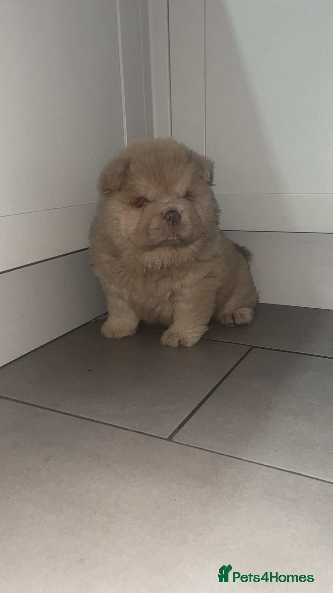 Chow Chow dogs for sale: Lilac boy chow chow  - Advert 8