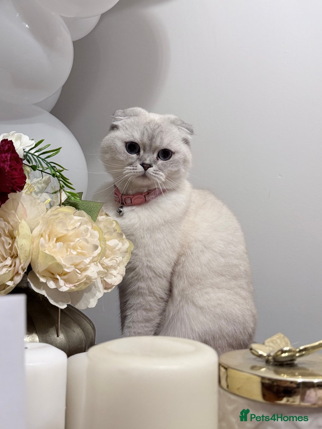 Scottish Fold cats for sale: Scottish fold - Advert 1