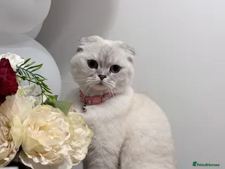 Scottish Fold cats Scottish fold - Advert 14