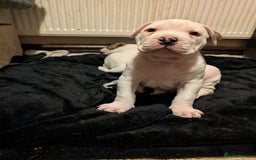 American Bulldog dogs for sale: Johnson American bulldog pups (ready to leave)  - Image 3