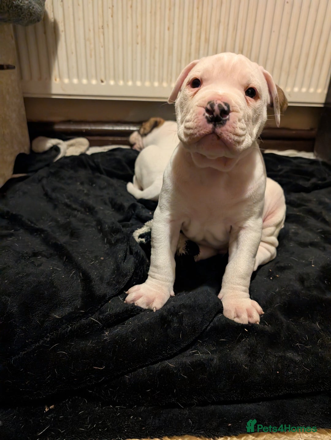 American Bulldog dogs for sale: Johnson American bulldog pups (ready to leave)  - Image 3