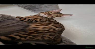 Bengal cats Active Tica registered boy😍 - Advert 5