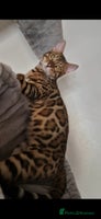 Bengal cats Active Tica registered boy😍 - Advert 2
