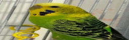 Budgerigars birds for sale: Budgies looking for a loving home  - Advert 5