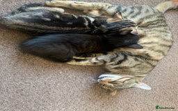 Mixed Breed cats for sale: 2 male kittens for sale - Image 1