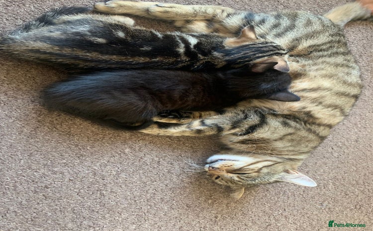 Mixed Breed cats - Advert 16
