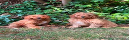 Cavapoo dogs for sale: Cavapoo puppies for sale f1 - Advert 8