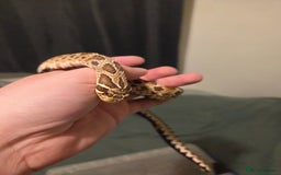 Snake reptiles for sale: Breeding pair of hognoses  - Image 2