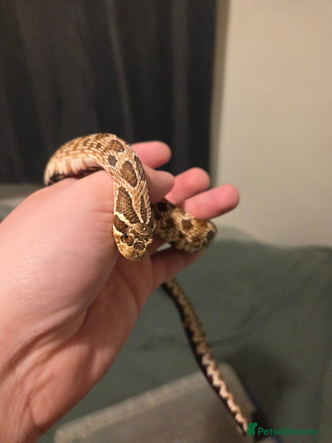Snake reptiles for sale: Breeding pair of hognoses  - Image 2