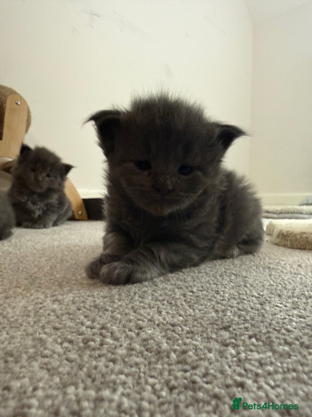 Maine Coon cats for sale: Maine coon kittens full breed xl dad blue/smoked  - Advert 6
