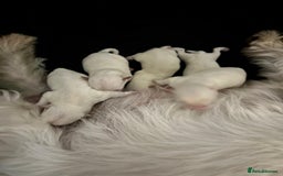 West Highland Terrier dogs for stud: Stud.. in Greenock - Image 22