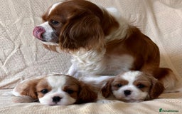 Cavalier King Charles Spaniel dogs for sale: Gorgeous Cavalier King Charles Puppies  - Image 3