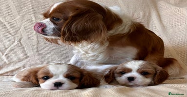 Cavalier King Charles Spaniel dogs - Advert 14