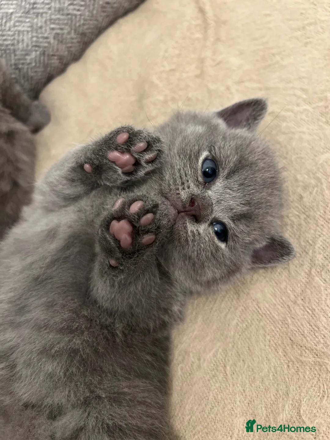 British Shorthair cats for sale: Beautiful Kittens  - Advert 2