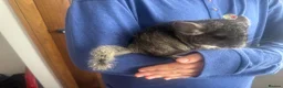 Chinchilla rodents for sale: Little Babies - Advert 2