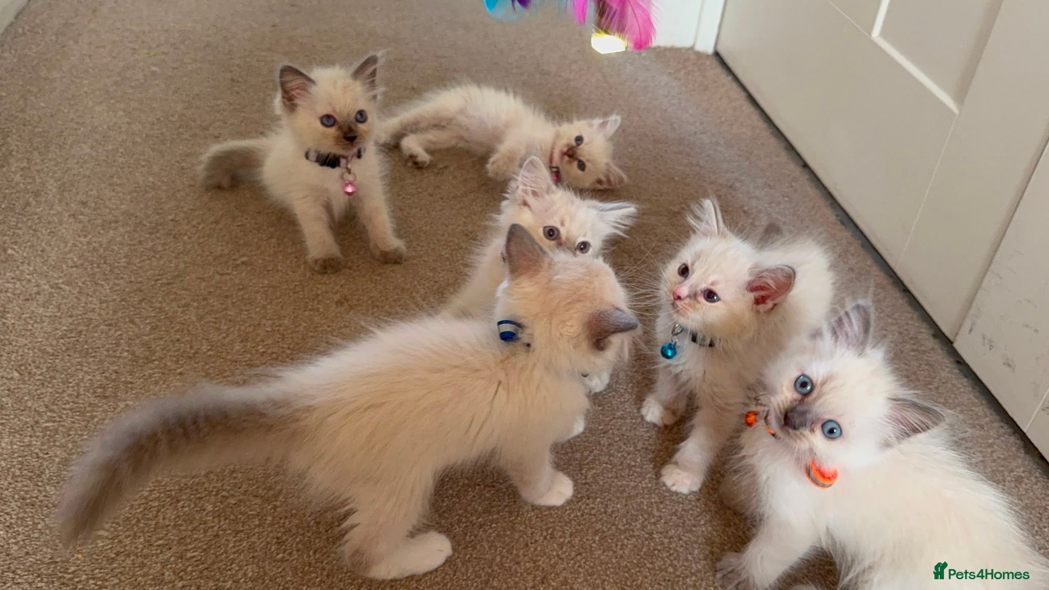 Ragdoll cats for sale: Purebred Ragdol Kitten - DNA Verified 100% - Advert 1
