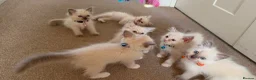 Ragdoll cats for sale: Purebred Ragdol Kitten - DNA Verified 100% - Advert 1