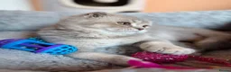 Scottish Fold cats for sale: Pedigree Adorable Scottish Fold Kittens  - Advert 11