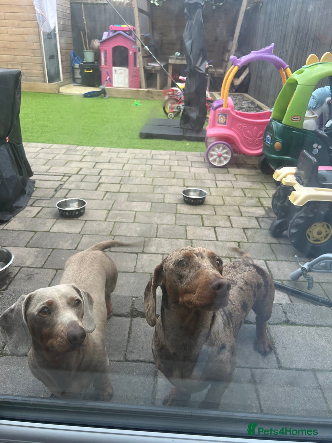 Miniature Dachshund dogs for sale: Miniature Dachshund Boy - Advert 2