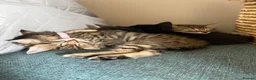 Mixed Breed cats for sale: 3 Gorgeous Tabby Boys available - Advert 2