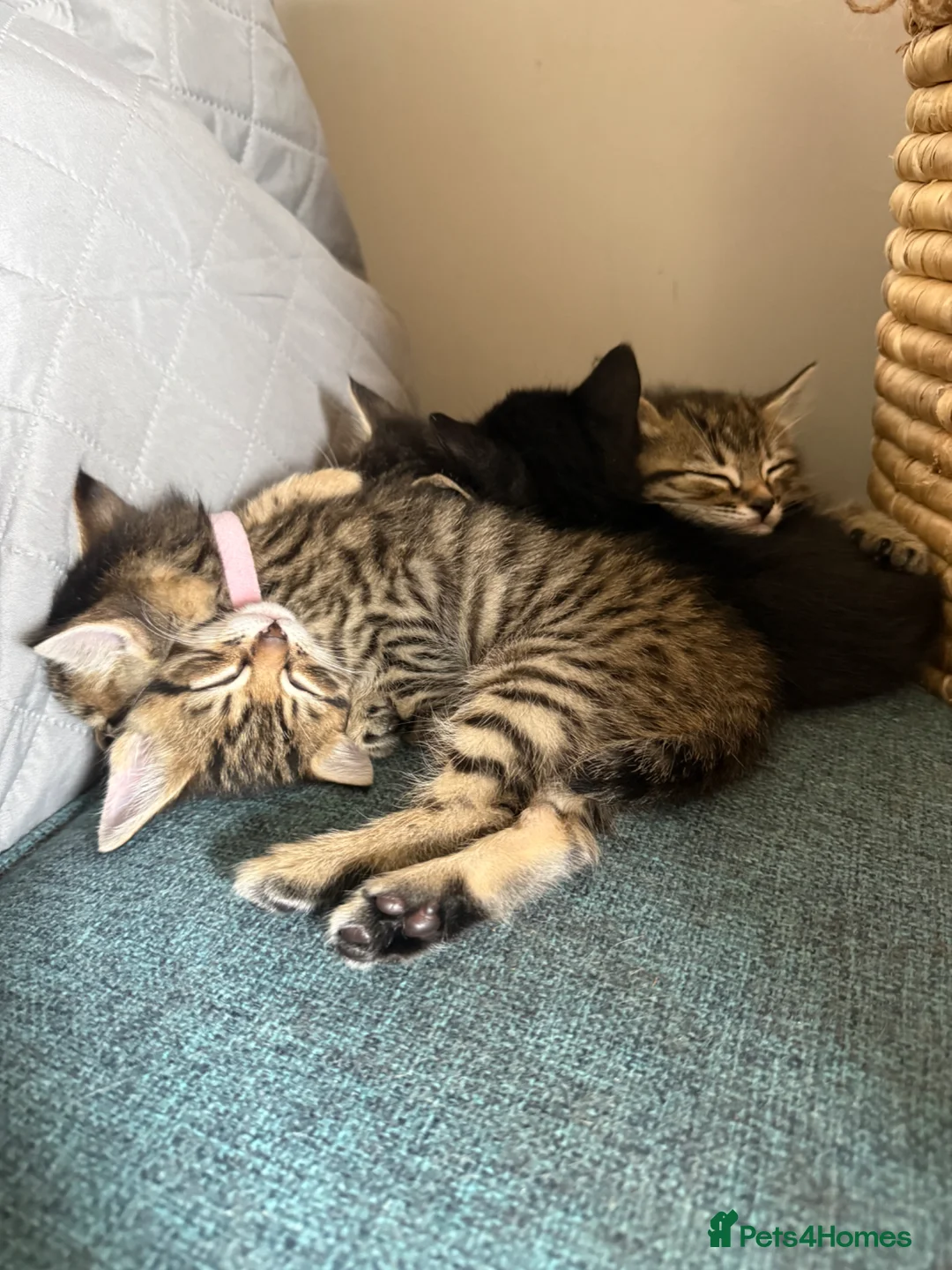 Mixed Breed cats for sale: 3 Gorgeous Tabby Boys available - Advert 2
