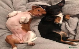 Jack Russell dogs for sale: 2 x Beautiful Jack Russells  - Image 2
