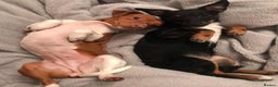 Jack Russell dogs for sale: 2 x Beautiful Jack Russells  - Advert 2