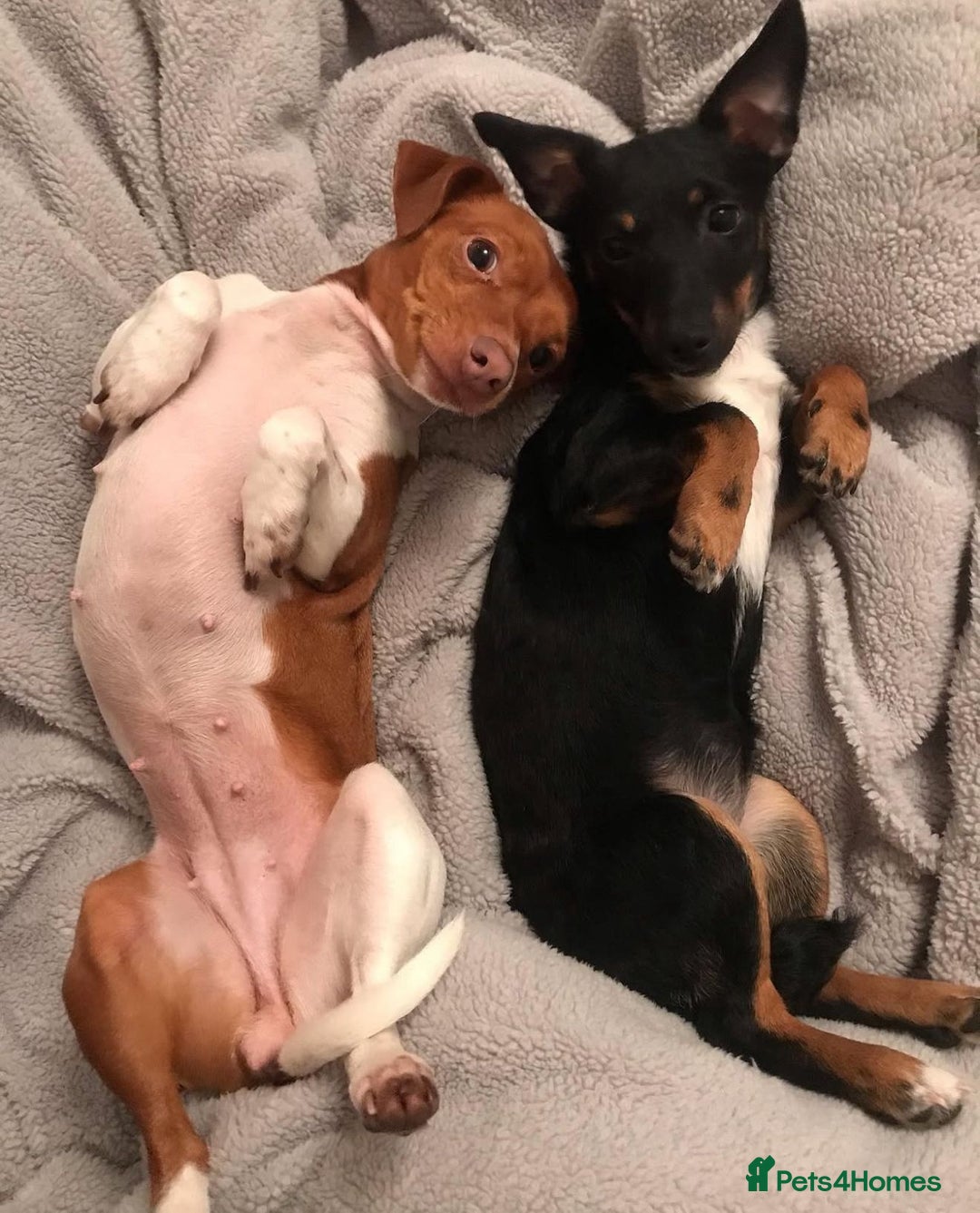 Jack Russell dogs for sale: 2 x Beautiful Jack Russells  - Image 2