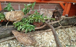 Quail poultry for sale: Covey of 13 Quail  - Image 2