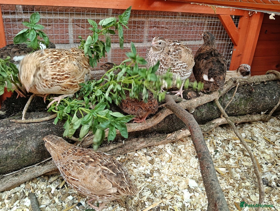 Quail poultry for sale: Covey of 13 Quail  - Image 2