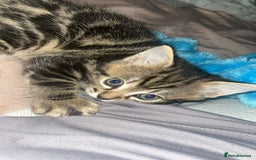 British Shorthair cats for sale: two female kittens  - Image 9