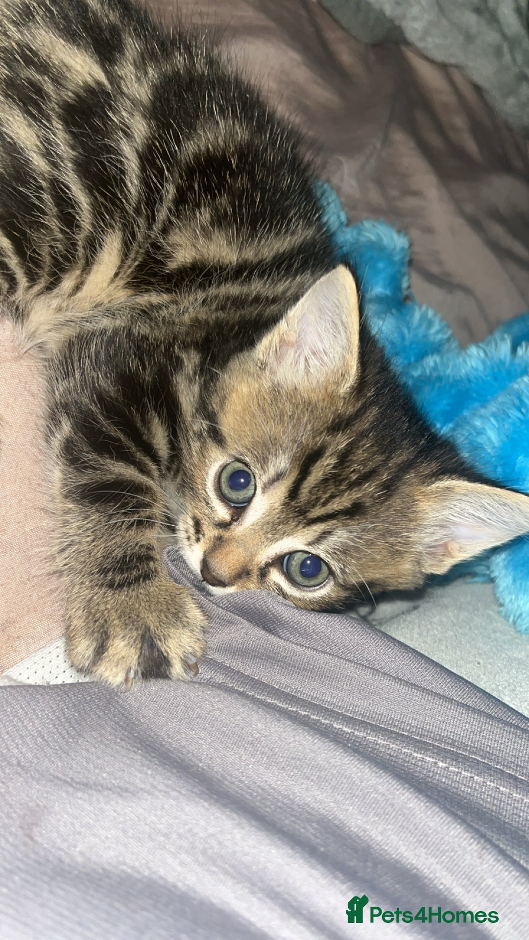 British Shorthair cats for sale: two female kittens  - Image 9
