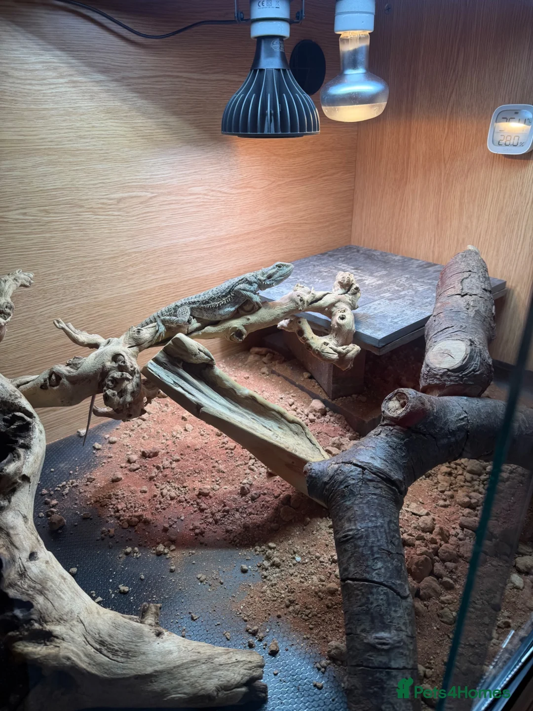 Bearded Dragon reptiles for sale: 10 month old bearded dragon with full set up  in Worksop - Advert 1