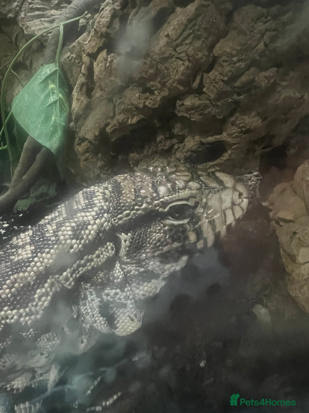 Lizard reptiles for sale: Black and white tegu for sale  - Advert 13