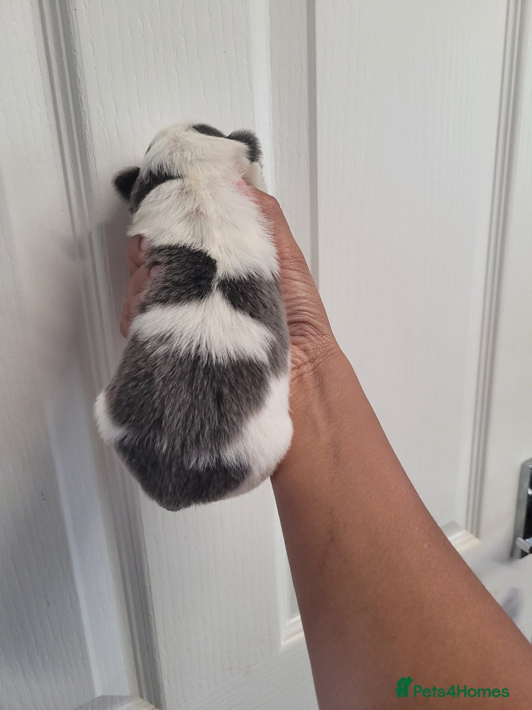 Shih Tzu dogs for sale: Adorable Tiny Imperial ShihTzu  - Image 18