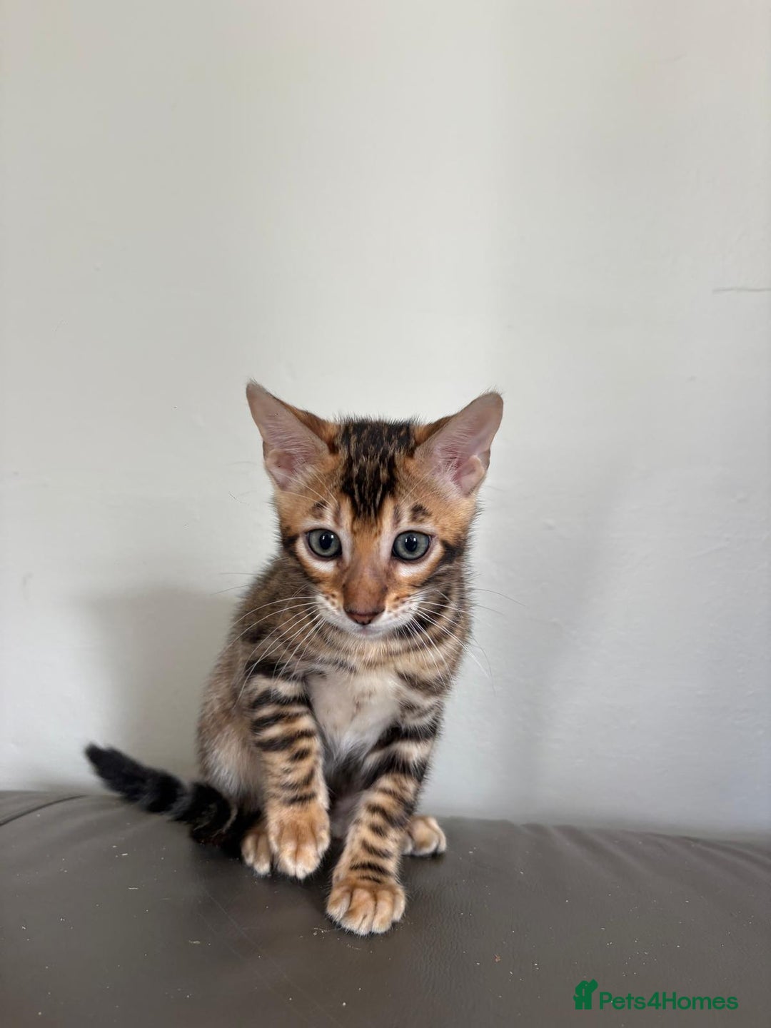 Bengal cats for sale: Pure bred bengal kittens - Image 5