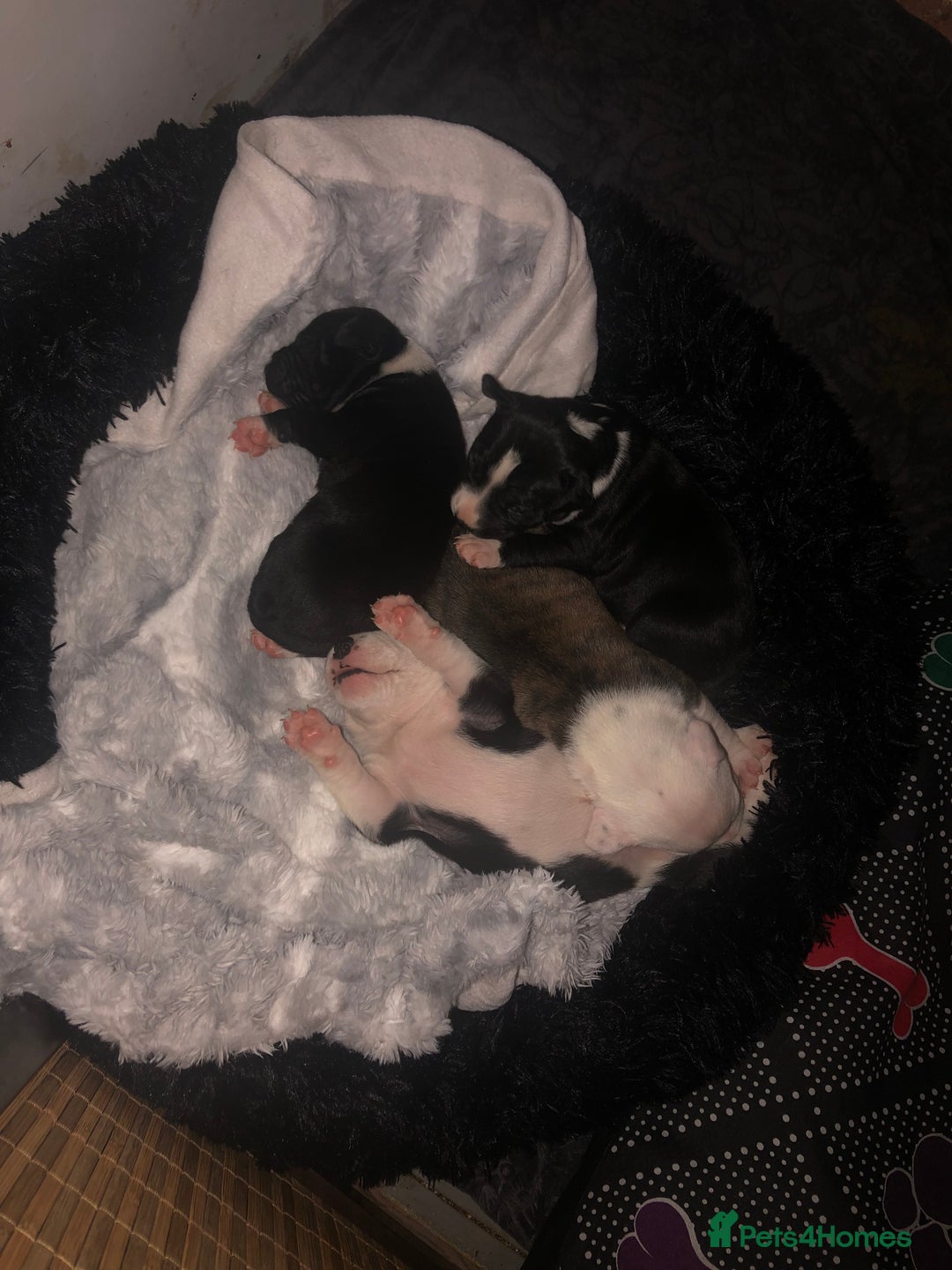 Staffordshire Bull Terrier dogs for sale: For sale staffy female  - Image 4