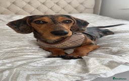 Miniature Dachshund dogs for stud: Our beautiful boy up for stud  - Image 1