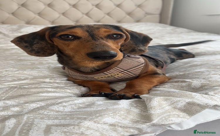 Miniature Dachshund dogs - Advert 3
