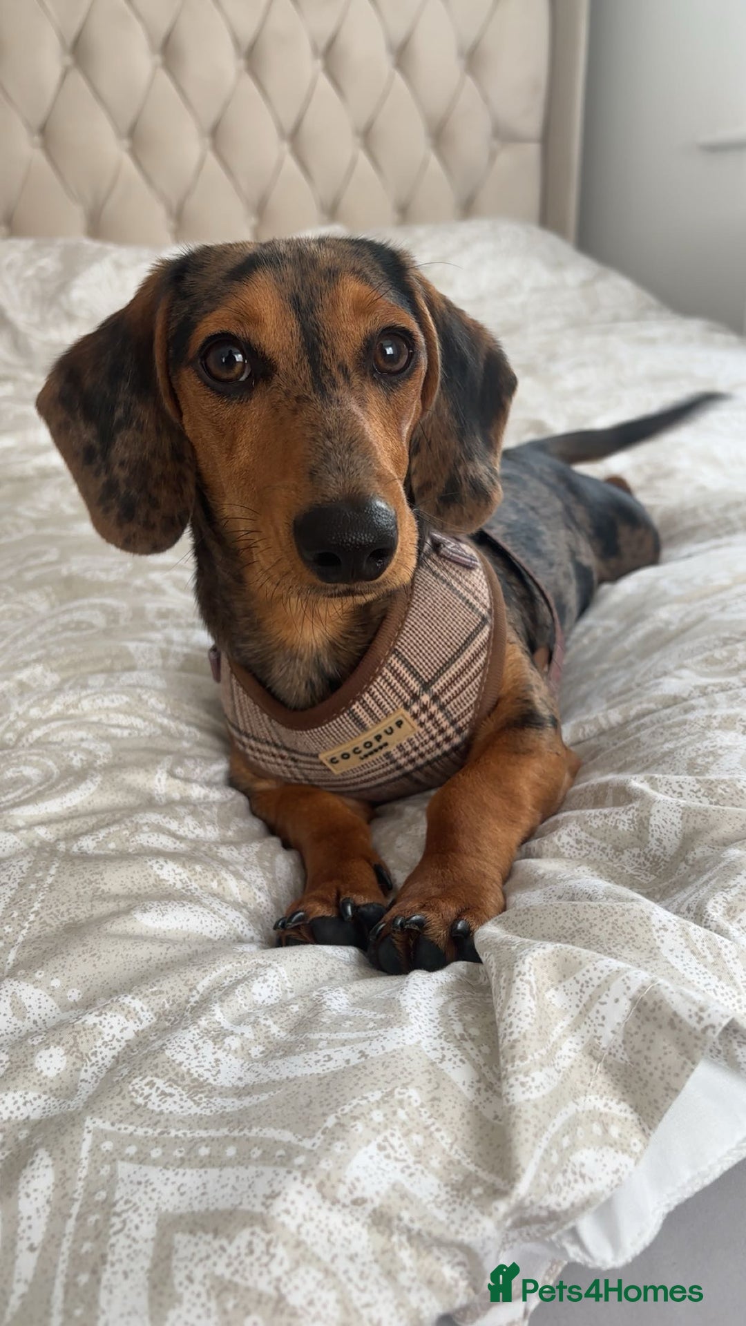 Miniature Dachshund dogs for stud: Our beautiful boy up for stud  - Image 1