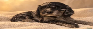 Cavapoo 4