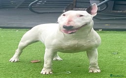English Bull Terrier dogs for sale: English Bull Terrier Pup - Image 9
